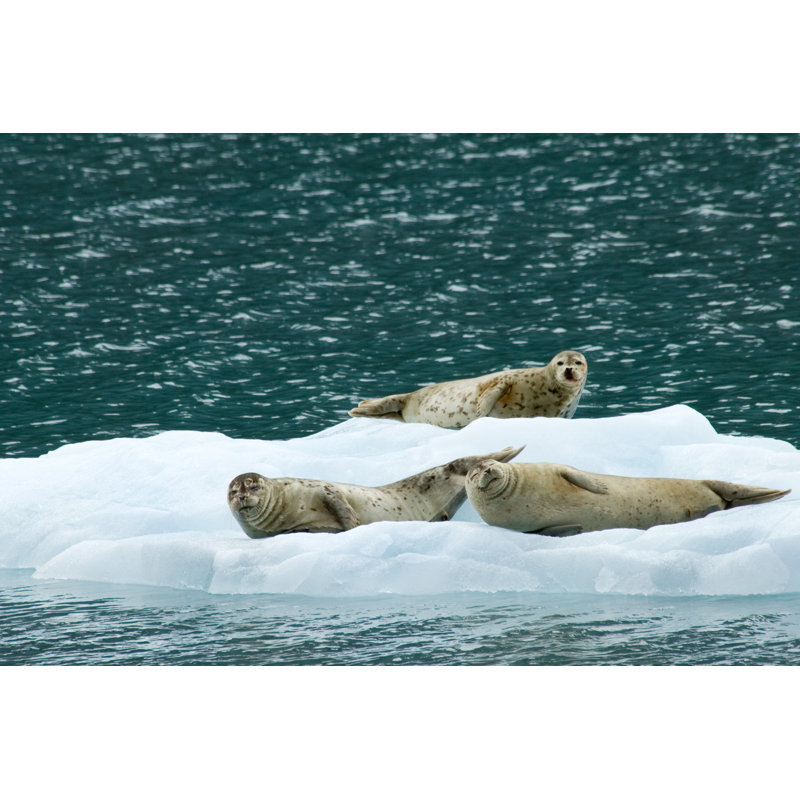 Happy Seals by Tashka - Wrapped Canvas Print, 20cm H x 30cm W x 3.8cm D