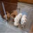 Clear Freestanding Pet Gate with Door-196312845