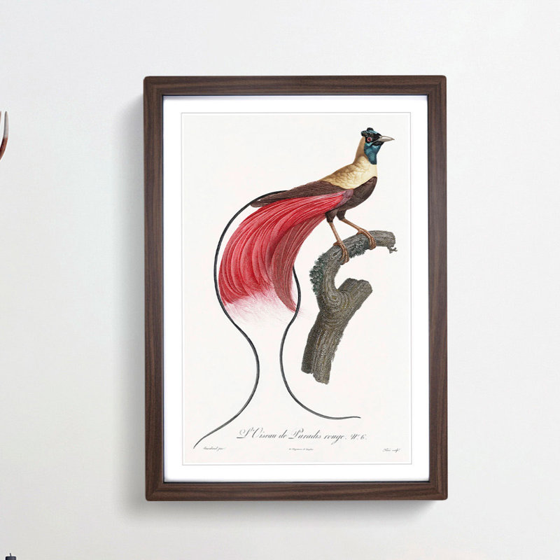 Red Bird of Paradise by Jacques Barraband - Picture Frame Painting Print on MDF, 48cm H x 36cm W x 2cm D, Walnut Framed