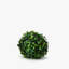 Topiaire buis ball plante-1320063275