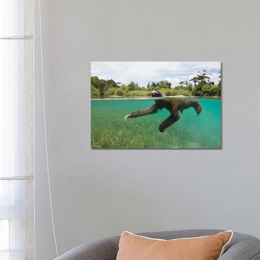 Pygmy Three-Toed Sloth Swimming In Mangrove Forest, Isla Escudo De Veraguas, Panama by Suzi Eszterhas - Wrapped Canvas Gallery-Wrapped Canvas Giclée