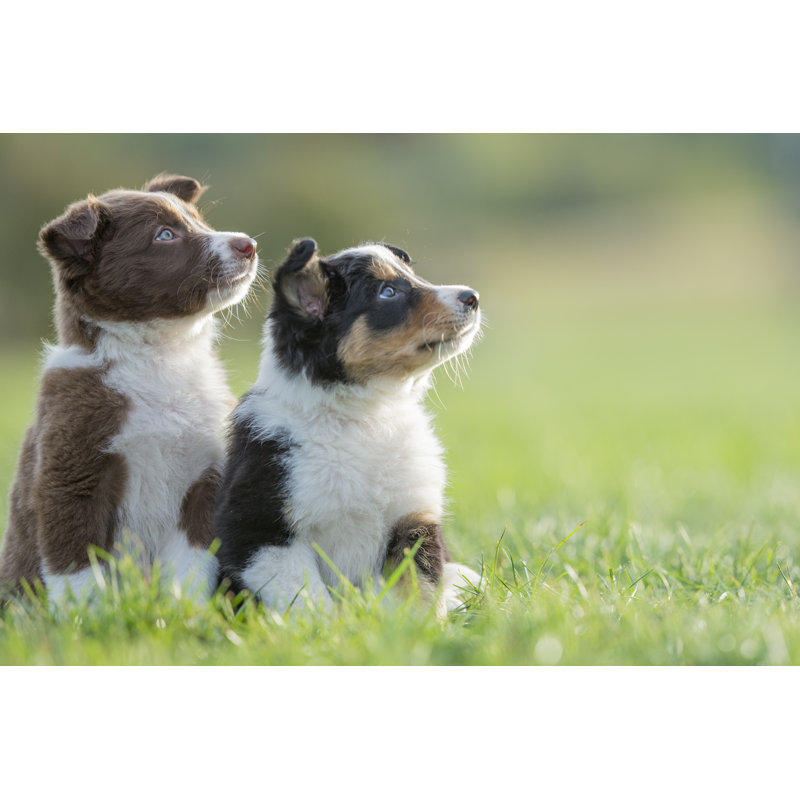 Look At That Dog by FatCamera - No Frame Print on Canvas, 81cm H x 122cm W