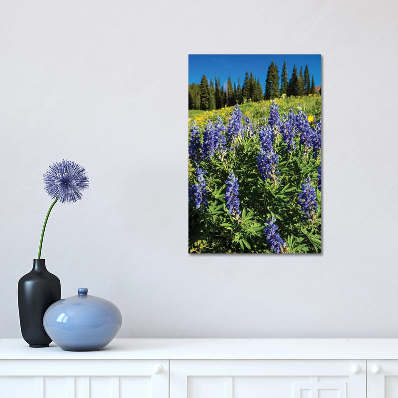 Purple Wildflowers Growing In A Field, Crested Butte, Colorado, USA - Wrapped Canvas Print, 30.48 cm H x 45.72 cm W