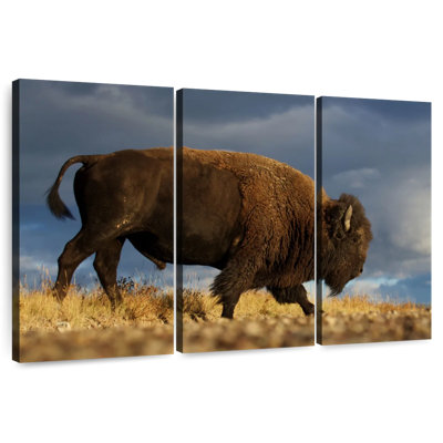 Brampt Walking American Bison