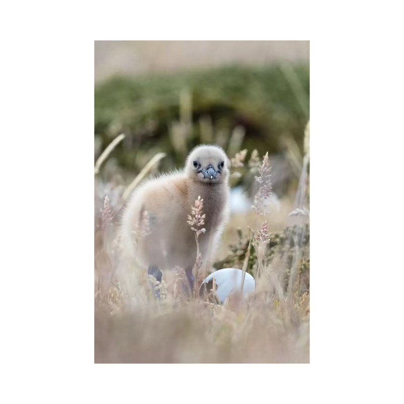 Falkland Skua Chick, Falkland Islands. by Martin Zwick - Wrapped Canvas Print, 30.48 cm H x 45.72 cm W
