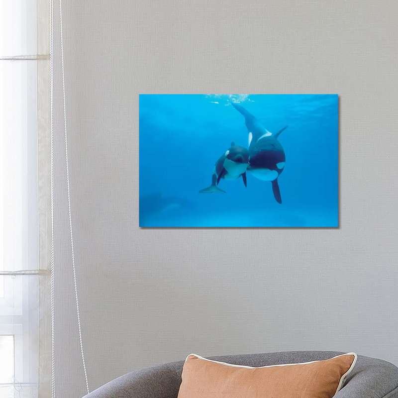 Orca Mother And Newborn Baby, Sea World, Kamogawa, Japan by Hiroya Minakuchi - Wrapped Canvas Print