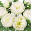 Arrangement de tiges de roses, de buissons et de jets-1505945683