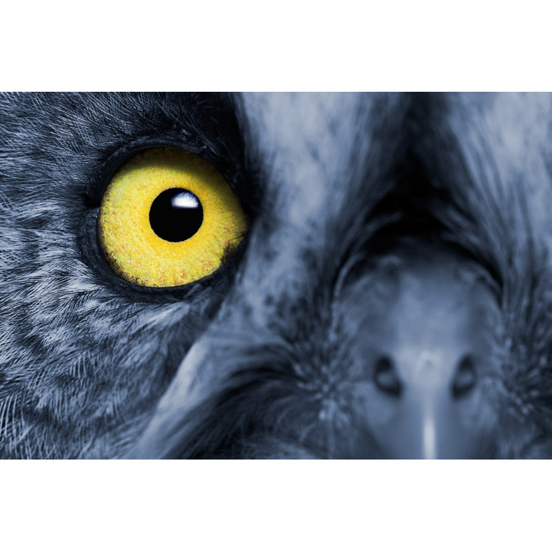 Great Grey Owl - Wrapped Canvas Print, 30cm H x 46cm W x 3.8cm D