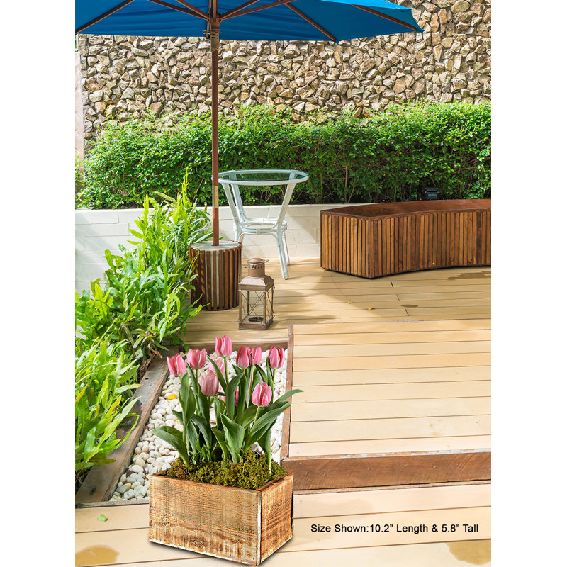 Boîte à fleurs Serene Spaces Living Barklyn, 10,2 po de longueur, 7,8 po de largeur et 5,8 po de hauteur