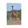 Reticulated Giraffe Frontal by Elmar Weiss - Print on Canvas