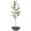 Olive artificielle 5 'H avec pot à fleurs Percival-2095922034