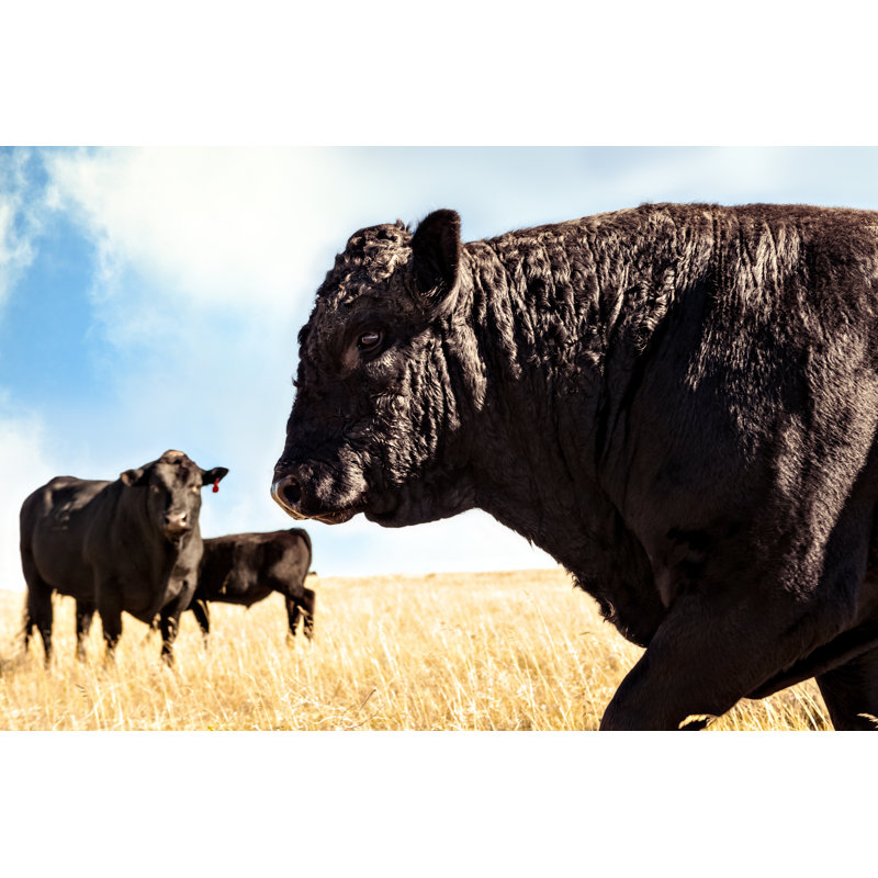 Angus Bull - Wrapped Canvas Print, 61cm H x 91cm W x 3.8cm D