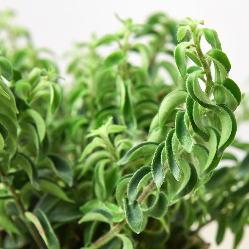 House Plant Shop Live Foliage Plant Low Maintenance Plant Rattan