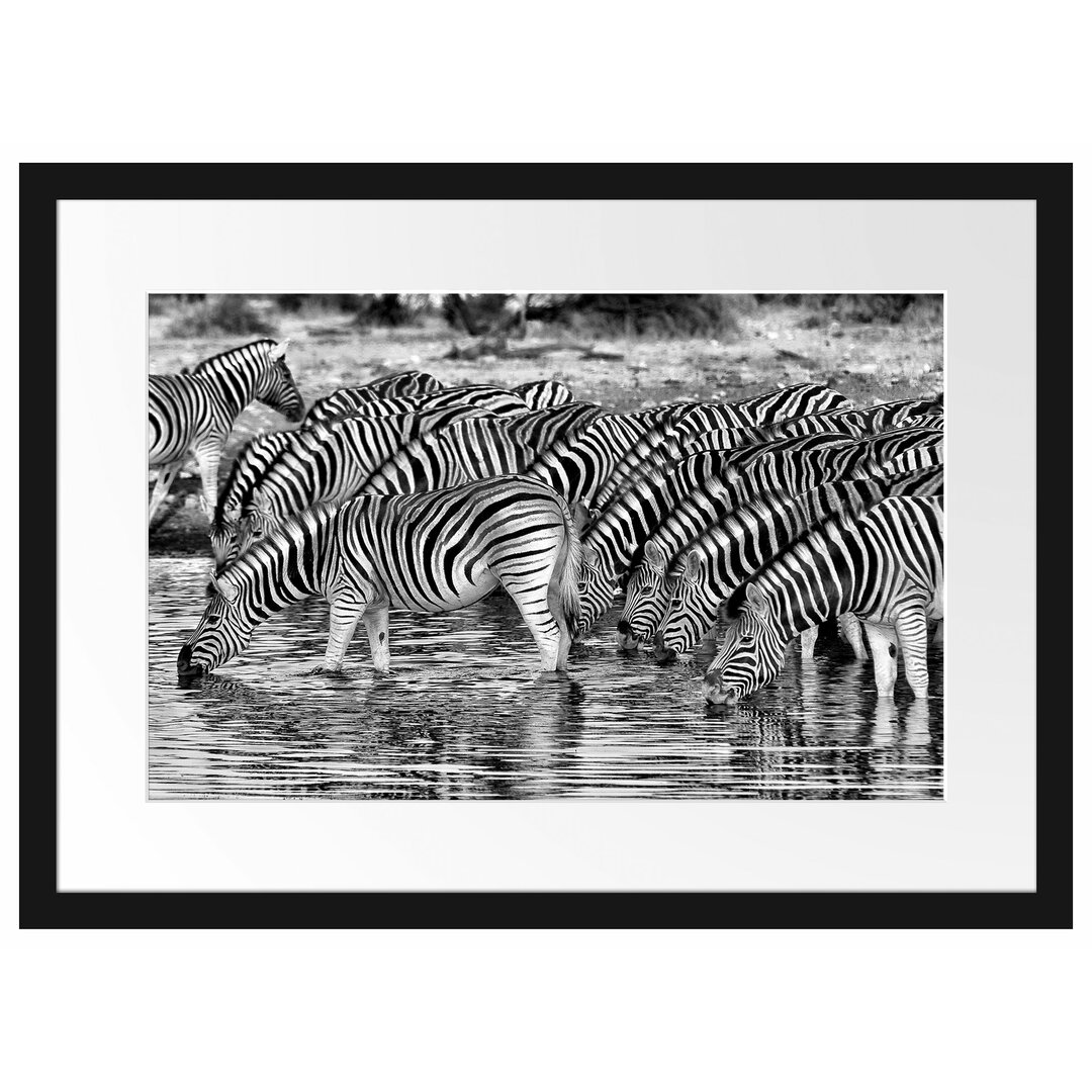 Gerahmtes Poster Zebras Safari Afrika