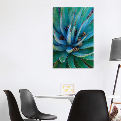 Agave Plants with Pine Cones, North America 1 Piece Wrapped Canvas Wall Art