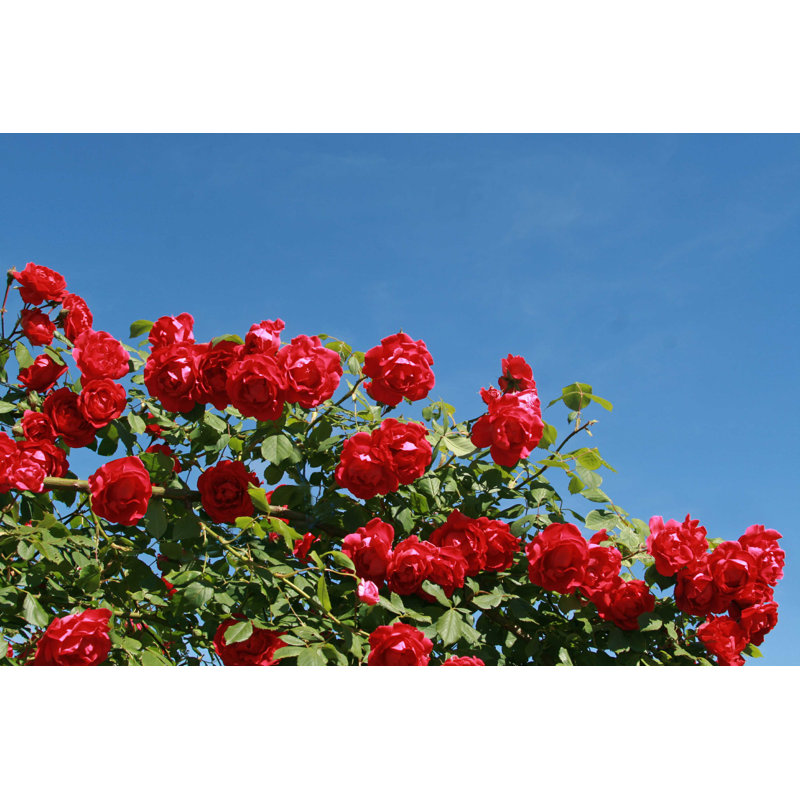 «Red Climbing Rose» - Photographie sur toile tendue, H 8 po x l 12 po