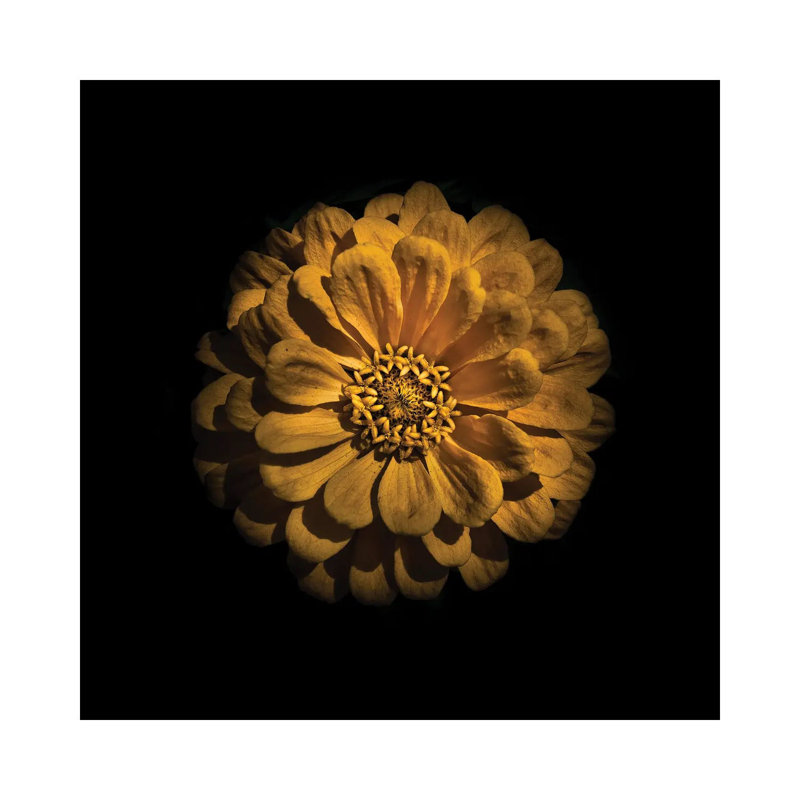 Yellow Zinnia by Brian Carson - Wrapped Canvas Print, 45.72 cm H x 45.72 cm W x 3.175 cm D