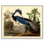 " Louisiana Heron "-63582452-63582456-119891344