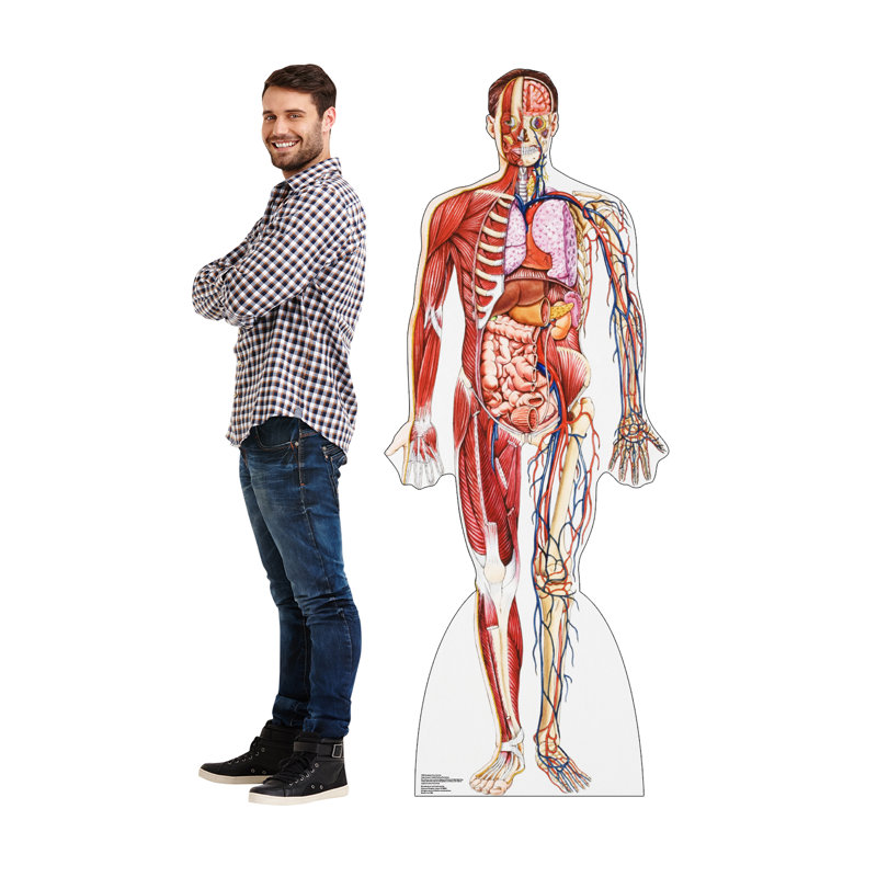 Life-Size Anatomy Cross Section Cardboard Standup