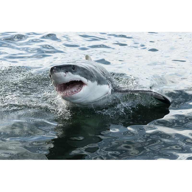 Great White Shark by ELizabethHoffmann - Wrapped Canvas Print, 30cm H x 46cm W