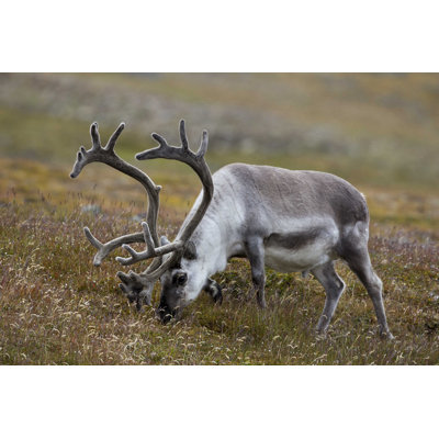 " Svalbard Reindeer " by Pum_Eva