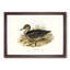 Freckled Duck by Elizabeth Gould - Framed Print-55577819-55577822