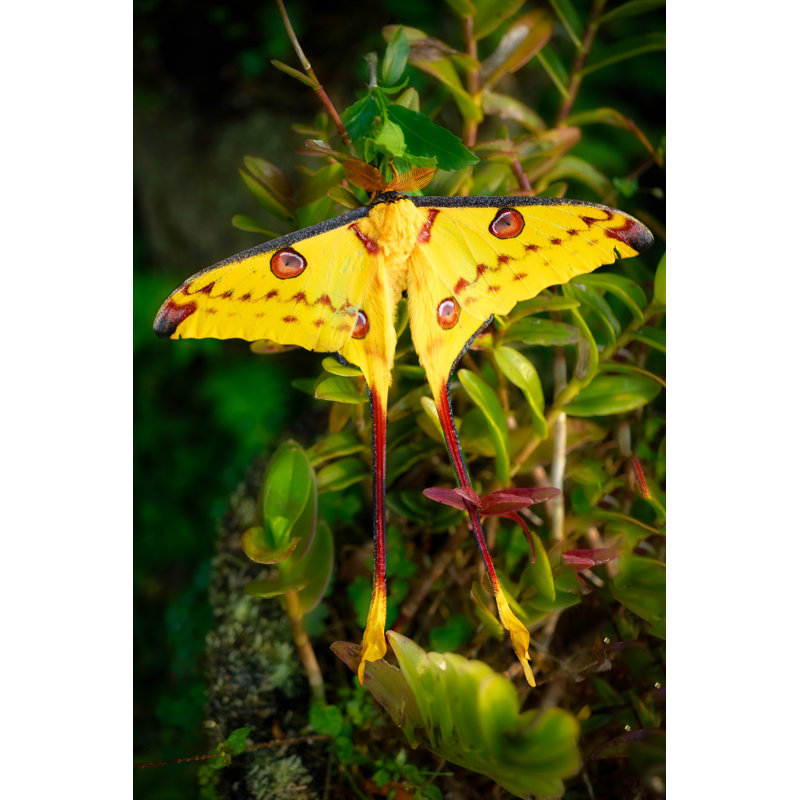 «Epimenia Larmost Moth In The World» sur toile, H 18 po x l 12 po