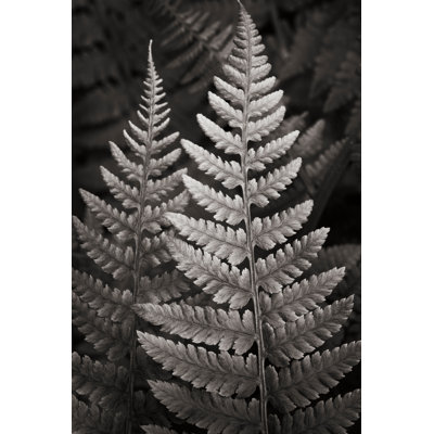 Lady Fern I Crop 1 Piece Wrapped Canvas Wall Art