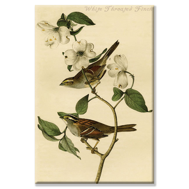 «White Throated Finch» par John Audubon, impression sur toile tendue, H 36 po x l 24 po