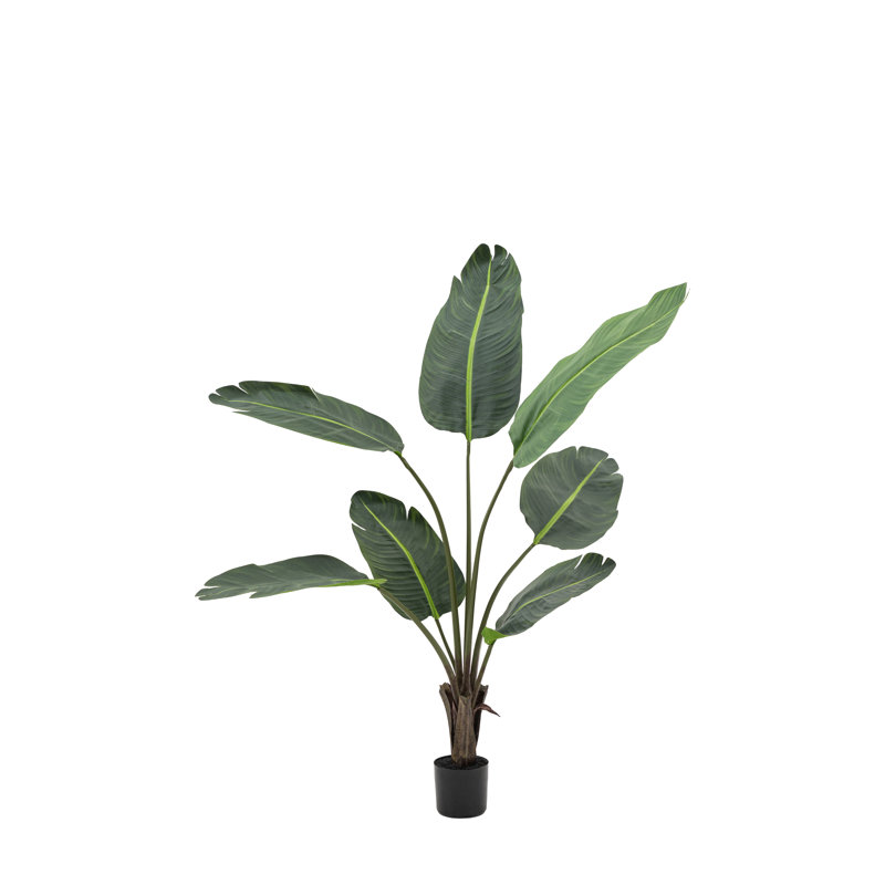 Potted Travellers Palm Tree, 120cm H x 18cm W x 13cm D