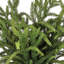 Faisceau de pin 17 "Real Touch Norfolk -1955763861