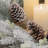 24 " Pinecones and Plastic Wreath