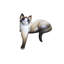Nengah Sudarsana Wistful Kitty Albesia Wood Cat Sculpture