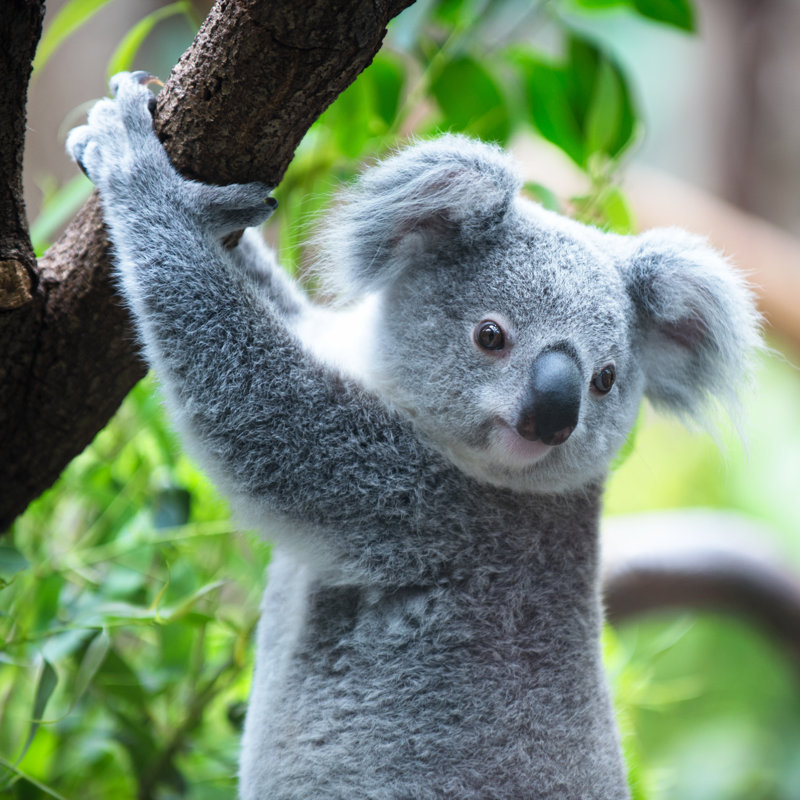 Koala by Christian Rummel - No Frame Print on Canvas, 51cm H x 51cm W