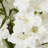 Gladiola Arrangement in Vase
