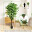 180cm Plant