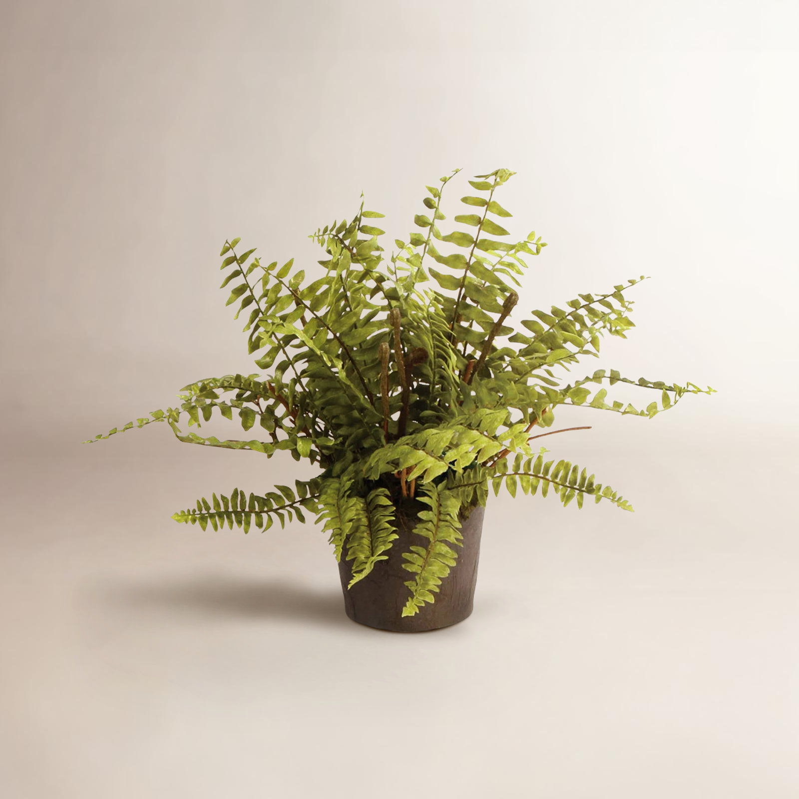 Fern Plant, 12" H x 12" W x 12" D