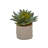 6'' Faux Succulent Plant in Ceramic Planter