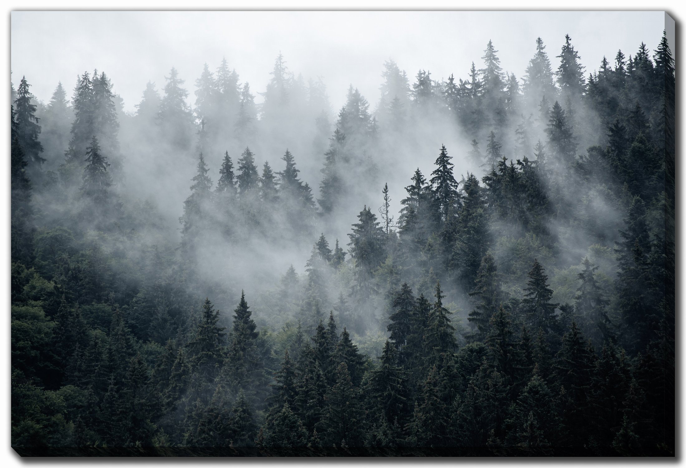 Millwood Pines Misty Foggy Fir Forest Canvas Art | Wayfair