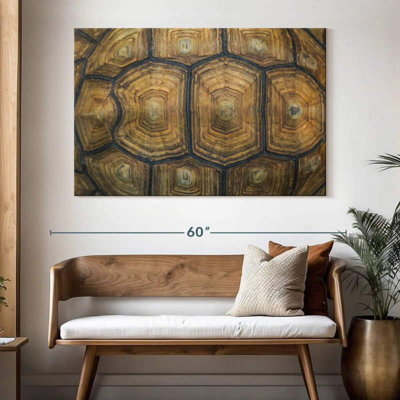Brampt Giant Tortoise Shell