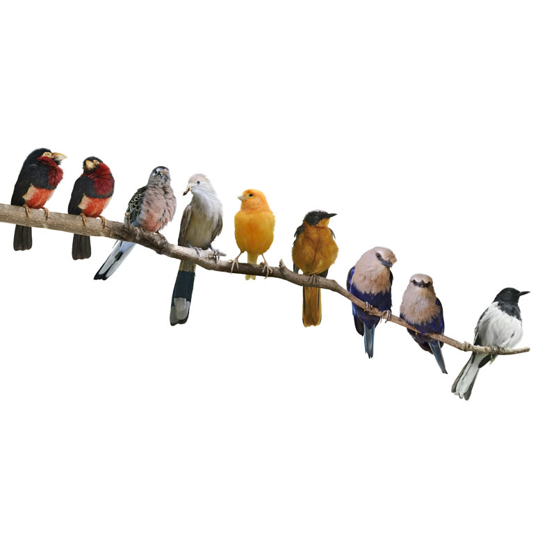 " Bird On A Branch 2 ", 16" H x 24" W x 1.5" D