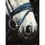 Cheval avec harnais, reproduction sur toile