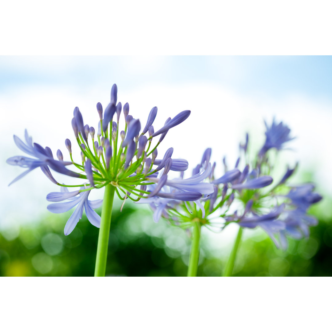 Agapanthus Lily von Terrababy - Leinwanddrucke auf Leinwand