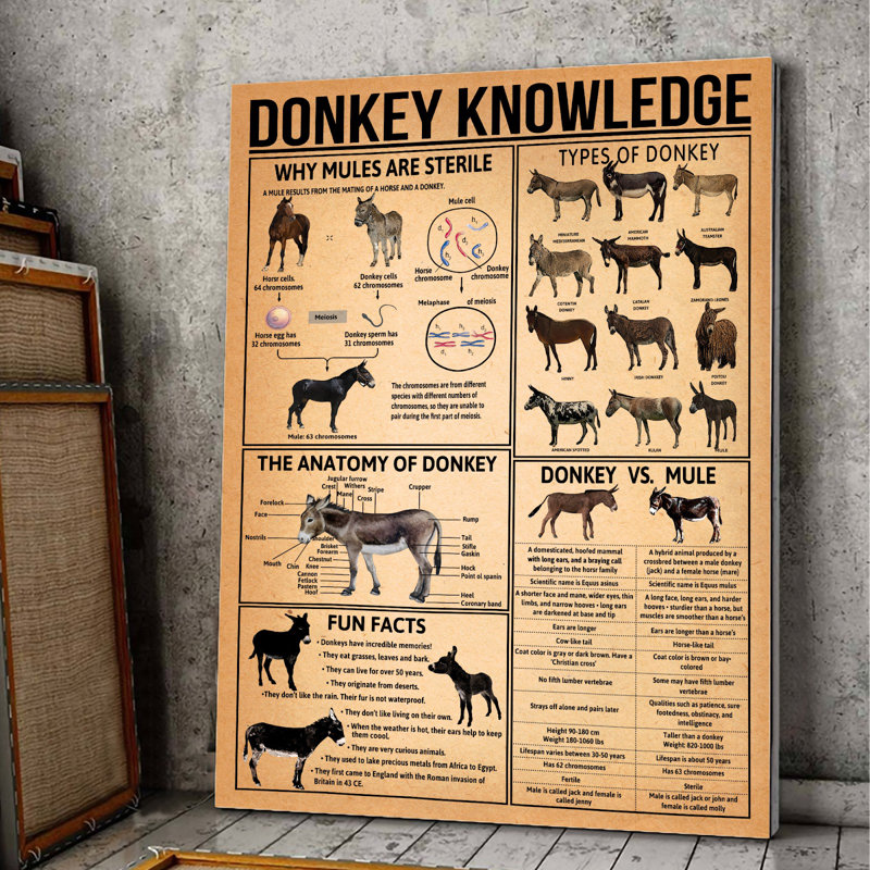Toile tendue Donkey, H 14 po x l 11 po x P 2 po