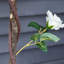 Charleston 90cm Plant-55937757