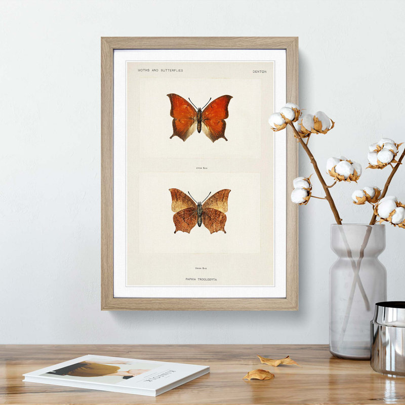 Tropical Leafwing Butterfly by S.F. Denton - Framed Print, 36cm H x 27cm W x 2cm D, Oak Framed