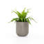 Ivan Planter