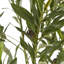 Andaiye 150cm Plant in Pot