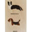 Support mural pour chiens