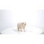 Bébé cochon debout-120494336